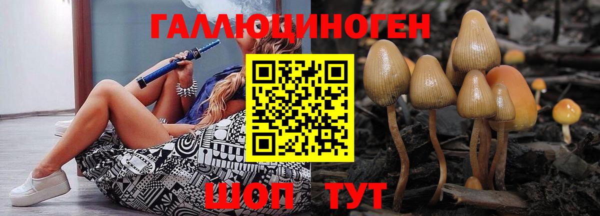 Псилоцибиновые грибы мицелий  цены   Норильск  Галлюциногенные грибы Psilocybe 